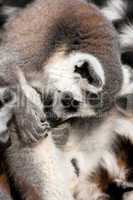 Ring-tailled lemur