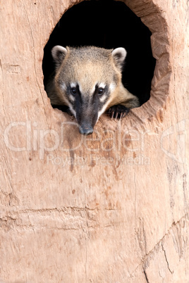 Ring -tailled coati