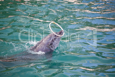 Dolphin doing tricks