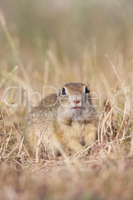 European ground squirrel