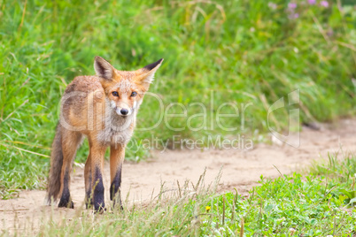 Young fox