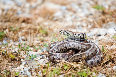 Leopard Snake