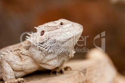 Bearded dragon