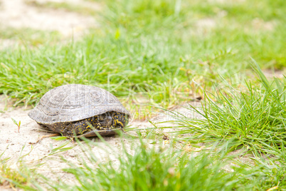 European pond terrapin