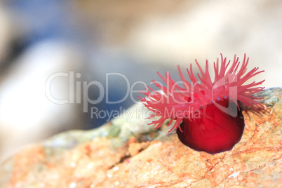 Beadlet anemone