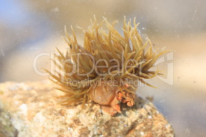 Beadlet anemone