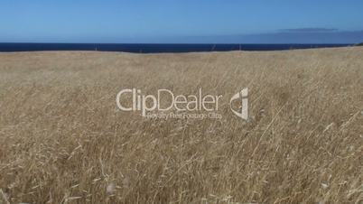 Dry grassland with sea and blue sky