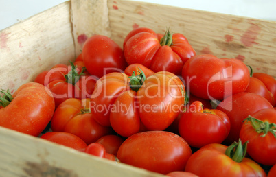 Tomatoes in a Basket