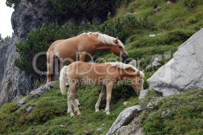 Horses in the Alps