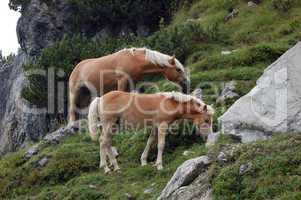 Horses in the Alps