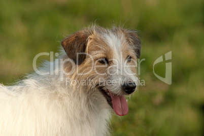 Jack Russell Terrier