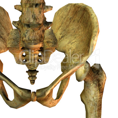 Detail Beckenknochen links