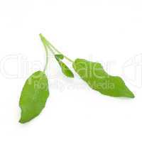 Salbeiblatt / sage leaf