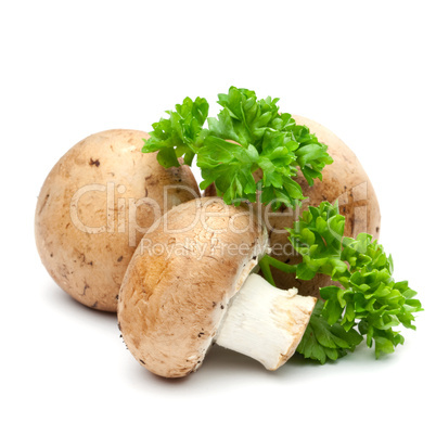 Champignons und Petersilie / mushrooms and parsley