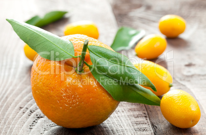Mandarine und Kumquats / tangerine and kumquats