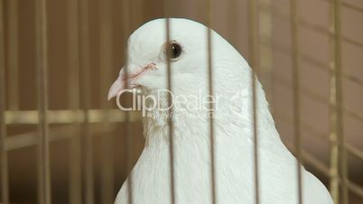 Weiße Taube / White Dove