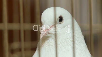 Weiße Taube / White Dove