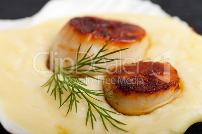 Gegrillte Jakobsmuscheln auf Kartoffelpüree