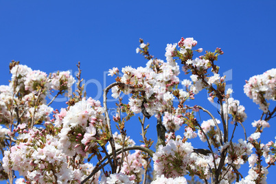 Apfelblüte - Apple blossom