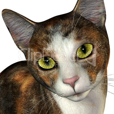 Gesicht einer 3-farbigen Katze