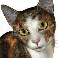 Gesicht einer 3-farbigen Katze
