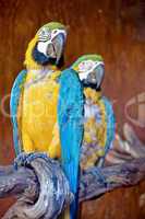 Macaw