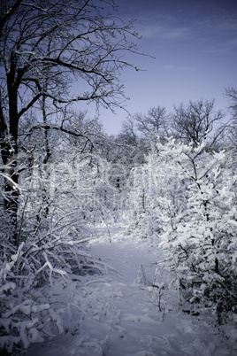 Winter forest in snow