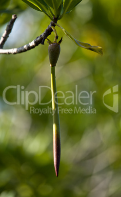 Seed pod of mangrove tree