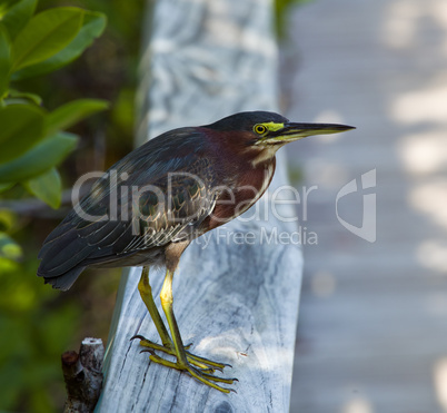 Green Heron on fence