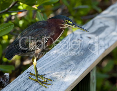 Green Heron on fence