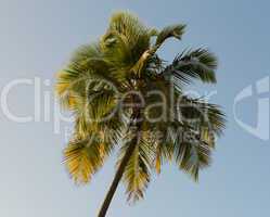 Sun setting lights palm tree