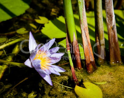 Water Lily in pond