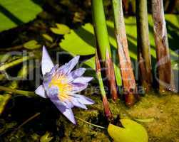 Water Lily in pond