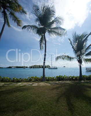 Palm trees by ocean