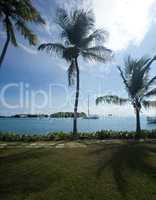 Palm trees by ocean