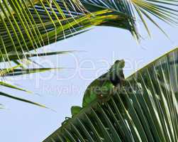 Iguana in palm tree
