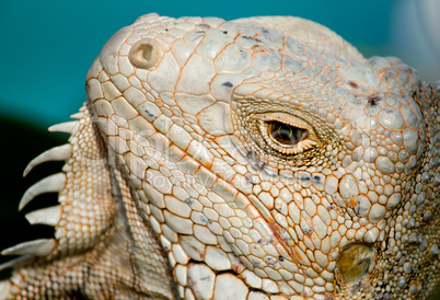 Eye of Iguana