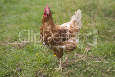 Free Range Organic Chicken