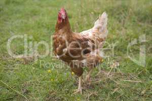 Free Range Organic Chicken