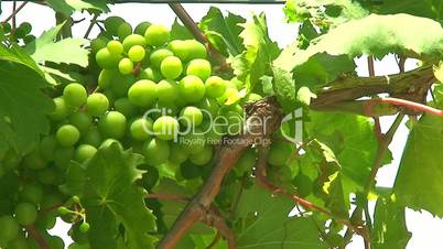 Green grapes growing on the vine