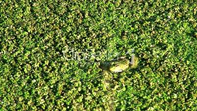 Green frog sitting on algae covered stream