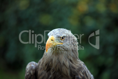 Adler - Greifvogel - Eagle - Raptor