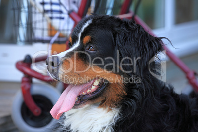 Berner Sennenhund -  Bernese Mountain Dog