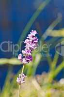 Flowers of lavender in summer