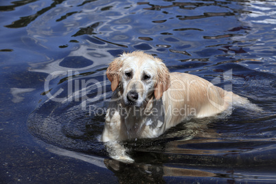 Labrador Retriever im Wasser. Labrador Retriever in Water