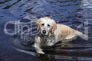 Labrador Retriever im Wasser. Labrador Retriever in Water