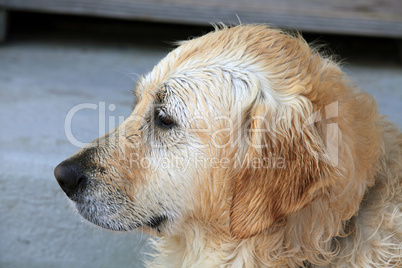 Labrador Retriever Portrait