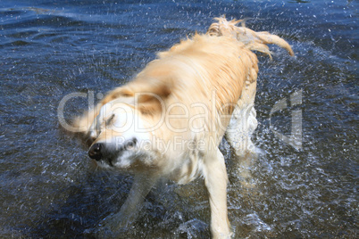 Labrador Retriever im Wasser. Labrador Retriever in Water