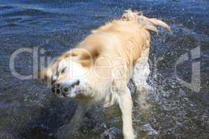 Labrador Retriever im Wasser. Labrador Retriever in Water