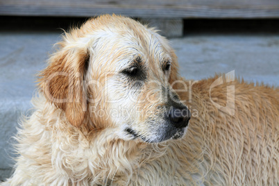 Labrador Retriever Portrait